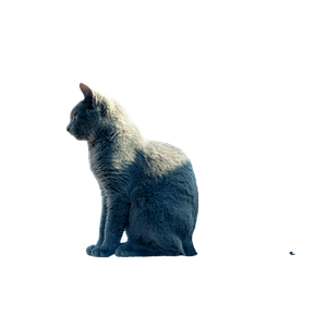 Related cat image: A Serene Grey Cat Sitting Outdoors In Tunis, Enjoying The Sun. 15461